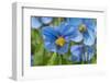 Iceland, Akureyri. Blue Poppies in the Botanical Garden Lystigaardur-Cindy Miller Hopkins-Framed Photographic Print