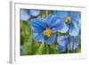 Iceland, Akureyri. Blue Poppies in the Botanical Garden Lystigaardur-Cindy Miller Hopkins-Framed Photographic Print