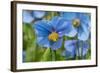 Iceland, Akureyri. Blue Poppies in the Botanical Garden Lystigaardur-Cindy Miller Hopkins-Framed Photographic Print