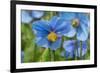 Iceland, Akureyri. Blue Poppies in the Botanical Garden Lystigaardur-Cindy Miller Hopkins-Framed Photographic Print