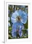 Iceland, Akureyri. Blue Poppies in the Botanical Garden Lystigaardur-Cindy Miller Hopkins-Framed Premium Photographic Print