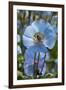 Iceland, Akureyri. Blue Poppies in the Botanical Garden Lystigaardur-Cindy Miller Hopkins-Framed Premium Photographic Print