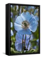 Iceland, Akureyri. Blue Poppies in the Botanical Garden Lystigaardur-Cindy Miller Hopkins-Framed Stretched Canvas