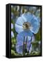 Iceland, Akureyri. Blue Poppies in the Botanical Garden Lystigaardur-Cindy Miller Hopkins-Framed Stretched Canvas