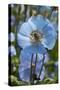 Iceland, Akureyri. Blue Poppies in the Botanical Garden Lystigaardur-Cindy Miller Hopkins-Stretched Canvas