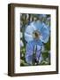 Iceland, Akureyri. Blue Poppies in the Botanical Garden Lystigaardur-Cindy Miller Hopkins-Framed Photographic Print