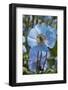 Iceland, Akureyri. Blue Poppies in the Botanical Garden Lystigaardur-Cindy Miller Hopkins-Framed Photographic Print