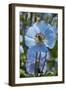 Iceland, Akureyri. Blue Poppies in the Botanical Garden Lystigaardur-Cindy Miller Hopkins-Framed Photographic Print