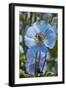 Iceland, Akureyri. Blue Poppies in the Botanical Garden Lystigaardur-Cindy Miller Hopkins-Framed Photographic Print