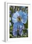 Iceland, Akureyri. Blue Poppies in the Botanical Garden Lystigaardur-Cindy Miller Hopkins-Framed Photographic Print