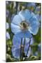 Iceland, Akureyri. Blue Poppies in the Botanical Garden Lystigaardur-Cindy Miller Hopkins-Mounted Photographic Print