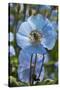 Iceland, Akureyri. Blue Poppies in the Botanical Garden Lystigaardur-Cindy Miller Hopkins-Stretched Canvas