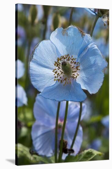 Iceland, Akureyri. Blue Poppies in the Botanical Garden Lystigaardur-Cindy Miller Hopkins-Stretched Canvas