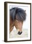 Iceland, Akureyri. Icelandic horse portrait.-Ellen Goff-Framed Photographic Print