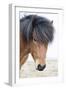 Iceland, Akureyri. Icelandic horse portrait.-Ellen Goff-Framed Photographic Print