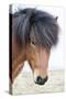 Iceland, Akureyri. Icelandic horse portrait.-Ellen Goff-Stretched Canvas