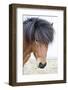 Iceland, Akureyri. Icelandic horse portrait.-Ellen Goff-Framed Photographic Print