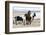 Iceland, Akureyri. Icelandic horses.-Ellen Goff-Framed Photographic Print