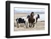 Iceland, Akureyri. Icelandic horses.-Ellen Goff-Framed Photographic Print