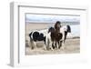 Iceland, Akureyri. Icelandic horses.-Ellen Goff-Framed Photographic Print