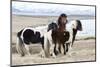 Iceland, Akureyri. Icelandic horses.-Ellen Goff-Mounted Photographic Print