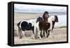 Iceland, Akureyri. Icelandic horses.-Ellen Goff-Framed Stretched Canvas