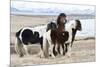 Iceland, Akureyri. Icelandic horses.-Ellen Goff-Mounted Photographic Print