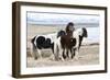 Iceland, Akureyri. Icelandic horses.-Ellen Goff-Framed Photographic Print