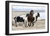 Iceland, Akureyri. Icelandic horses.-Ellen Goff-Framed Photographic Print