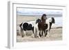 Iceland, Akureyri. Icelandic horses.-Ellen Goff-Framed Photographic Print