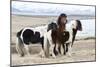 Iceland, Akureyri. Icelandic horses.-Ellen Goff-Mounted Photographic Print