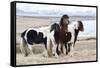 Iceland, Akureyri. Icelandic horses.-Ellen Goff-Framed Stretched Canvas