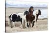 Iceland, Akureyri. Icelandic horses.-Ellen Goff-Stretched Canvas