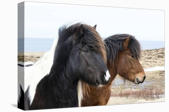 Iceland, Akureyri. Icelandic horses.-Ellen Goff-Stretched Canvas