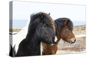 Iceland, Akureyri. Icelandic horses.-Ellen Goff-Stretched Canvas