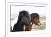 Iceland, Akureyri. Icelandic horses.-Ellen Goff-Framed Premium Photographic Print