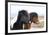 Iceland, Akureyri. Icelandic horses.-Ellen Goff-Framed Premium Photographic Print