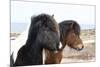 Iceland, Akureyri. Icelandic horses.-Ellen Goff-Mounted Premium Photographic Print