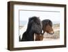 Iceland, Akureyri. Icelandic horses.-Ellen Goff-Framed Photographic Print