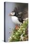 Iceland, Breidavik. Puffin amid flowers on a cliff-Hollice Looney-Stretched Canvas