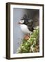 Iceland, Breidavik. Puffin amid flowers on a cliff-Hollice Looney-Framed Photographic Print