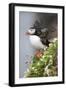 Iceland, Breidavik. Puffin amid flowers on a cliff-Hollice Looney-Framed Photographic Print