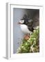 Iceland, Breidavik. Puffin amid flowers on a cliff-Hollice Looney-Framed Photographic Print