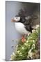 Iceland, Breidavik. Puffin amid flowers on a cliff-Hollice Looney-Mounted Photographic Print