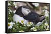 Iceland, Breidavik, Puffin Nesting Among the Daisies-Hollice Looney-Framed Stretched Canvas