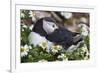 Iceland, Breidavik, Puffin Nesting Among the Daisies-Hollice Looney-Framed Photographic Print