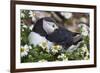 Iceland, Breidavik, Puffin Nesting Among the Daisies-Hollice Looney-Framed Photographic Print