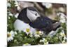 Iceland, Breidavik, Puffin Nesting Among the Daisies-Hollice Looney-Mounted Photographic Print