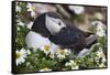 Iceland, Breidavik, Puffin Nesting Among the Daisies-Hollice Looney-Framed Stretched Canvas