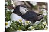 Iceland, Breidavik, Puffin Nesting Among the Daisies-Hollice Looney-Stretched Canvas